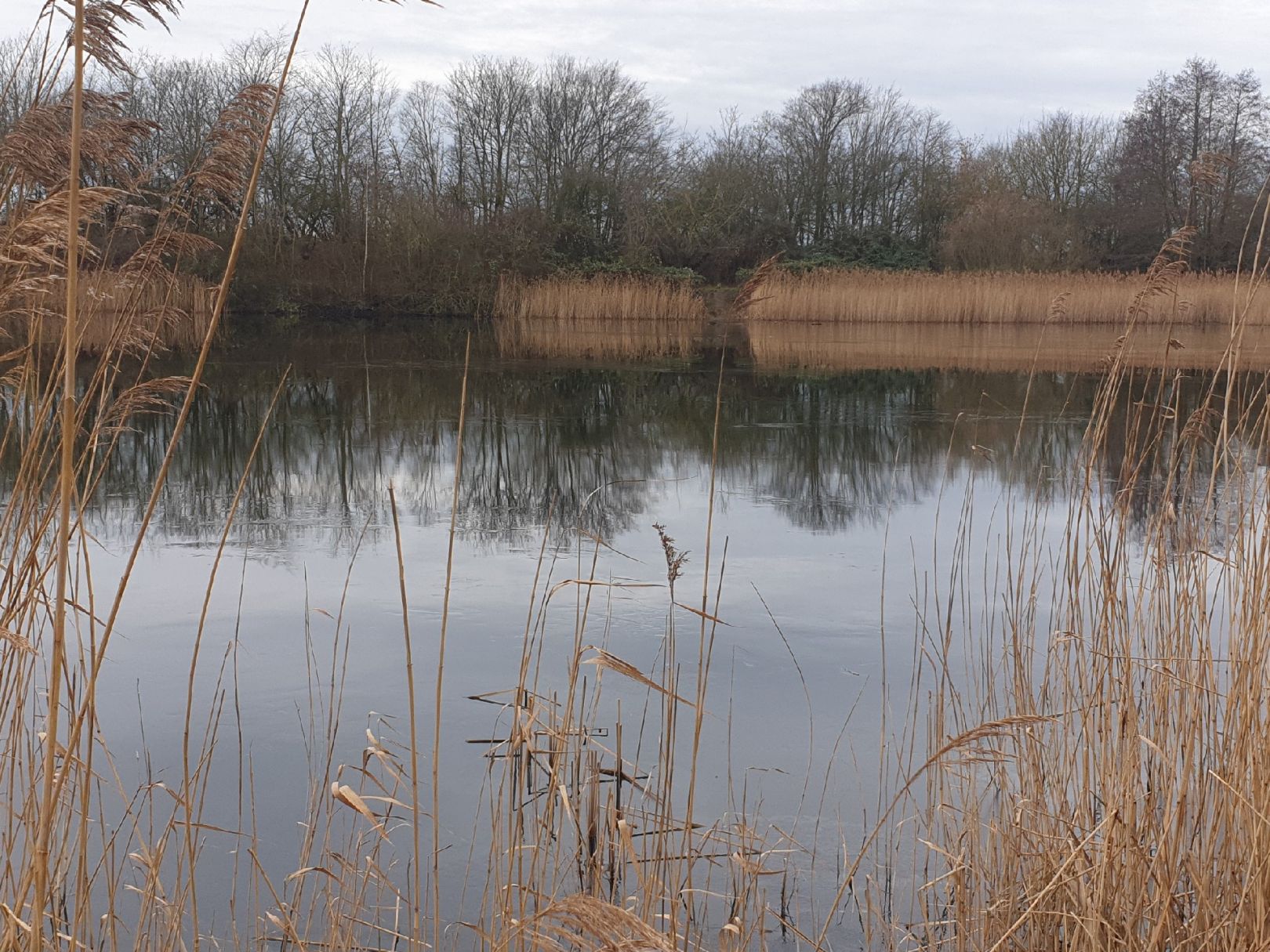 Mühlenteich (RostockEvershagen) ALLE ANGELN