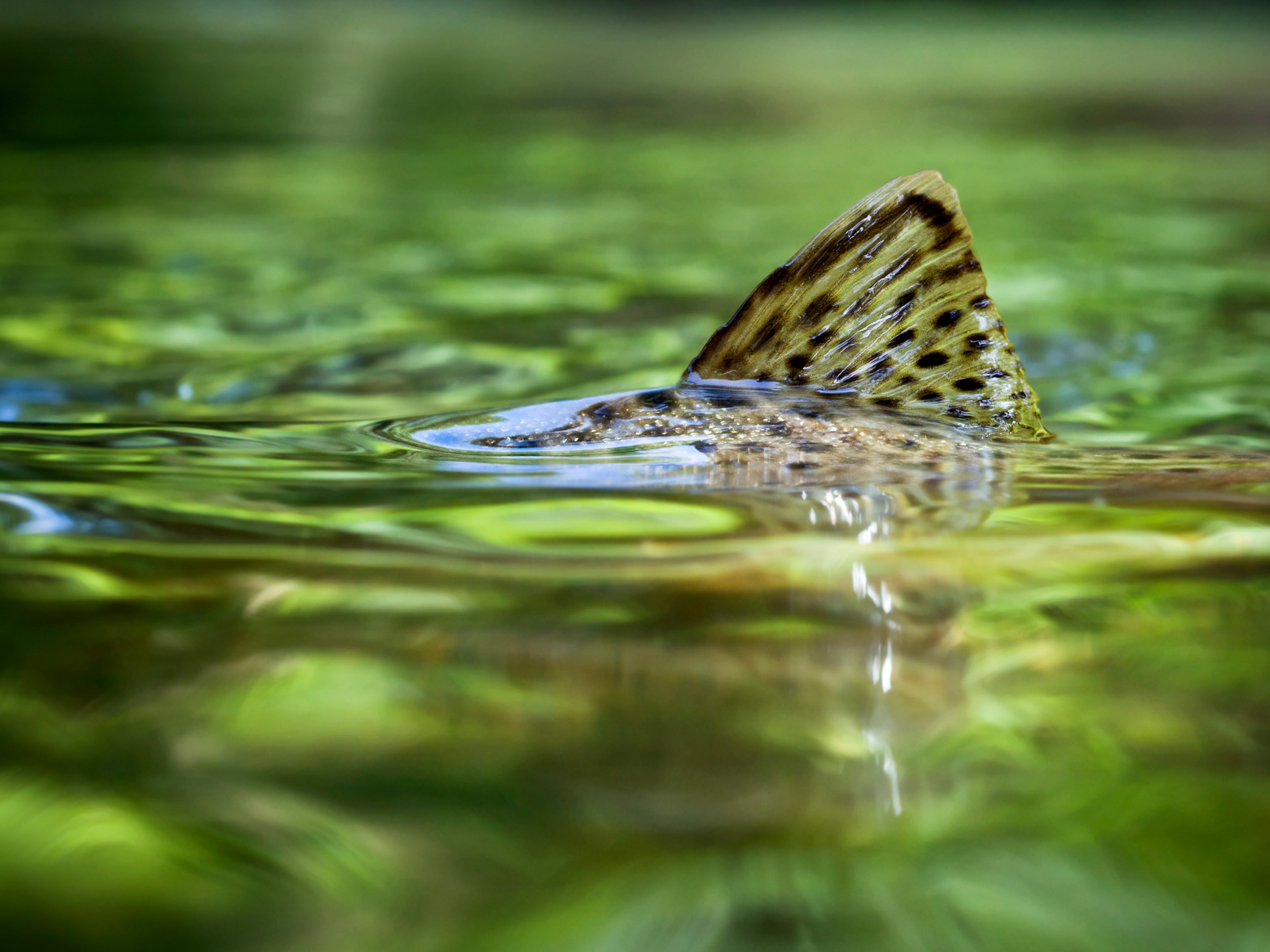 Das soziale Netzwerk für Anglerinnen und Angler