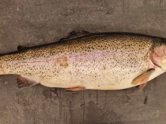 Regenbogenforelle