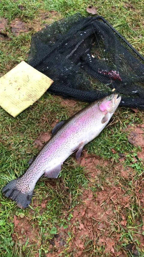 Regenbogenforelle