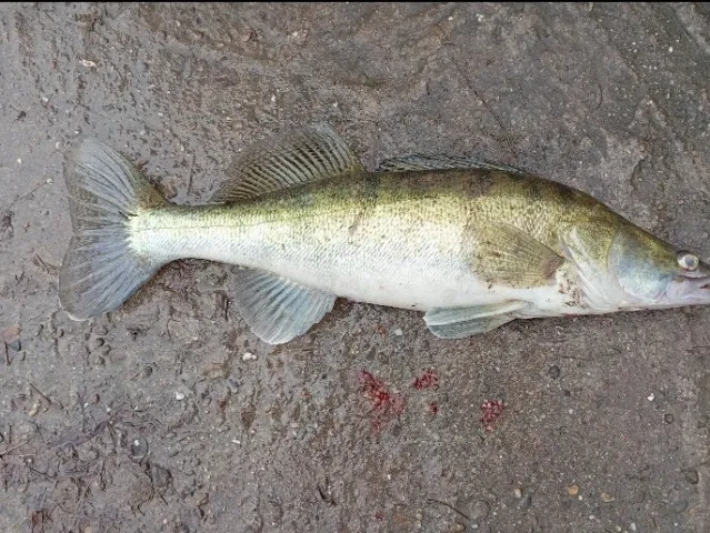 Zander