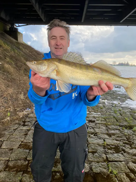 Zander