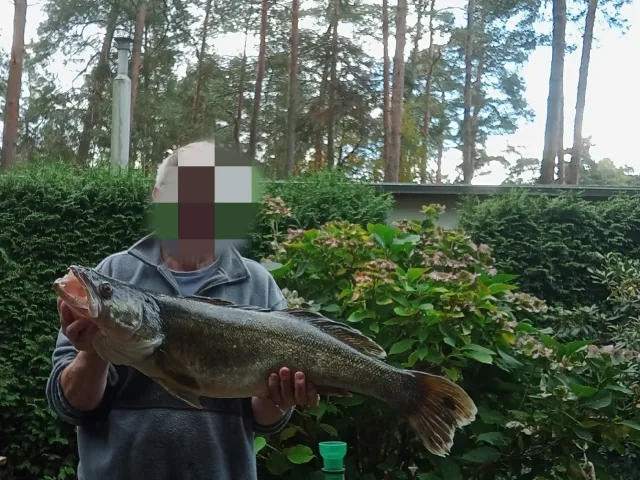 Zander