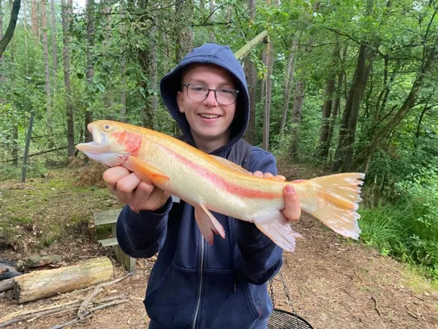 Regenbogenforelle