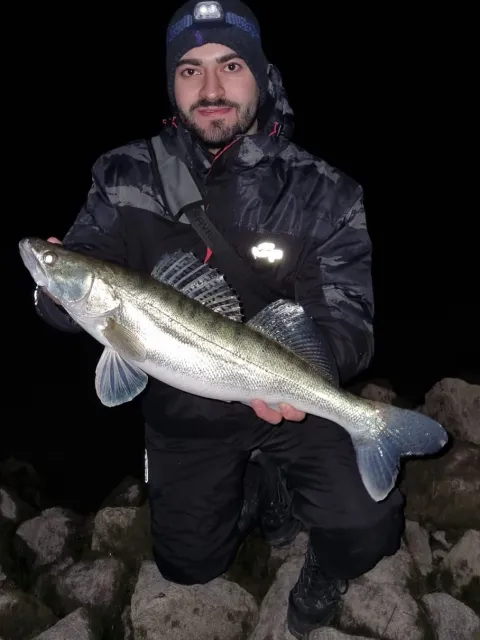Zander