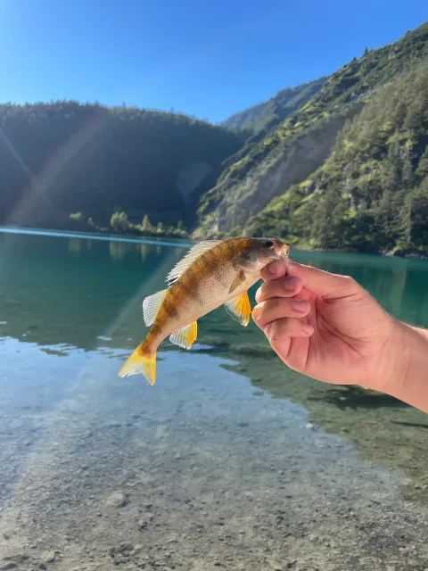 Flussbarsch