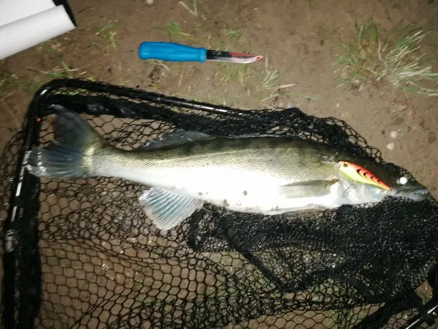 Zander