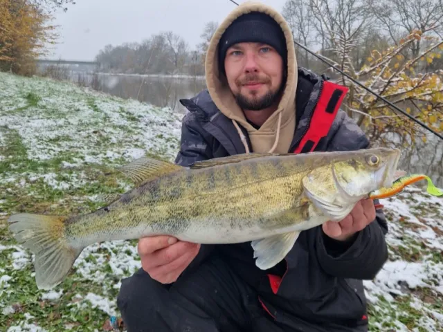 Zander