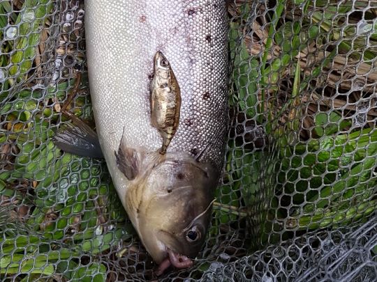 Dreistachliger Stichling