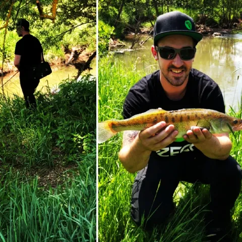 Zander