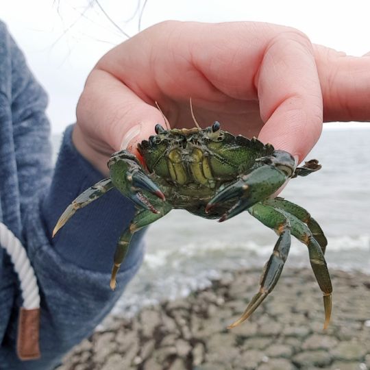 Strandkrabbe