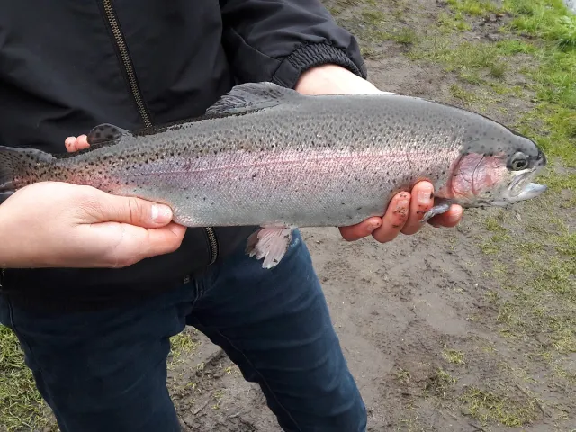 Regenbogenforelle