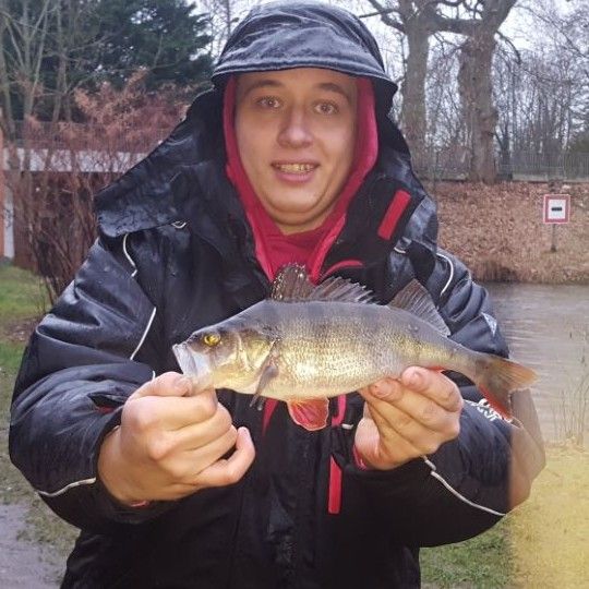 Flussbarsch