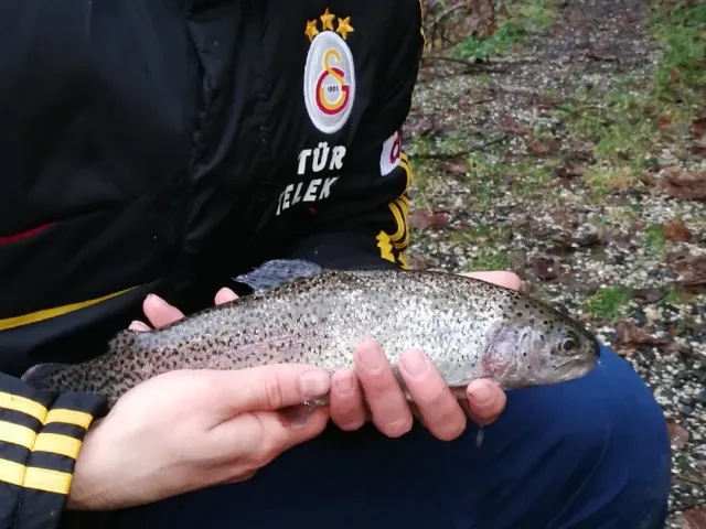 Regenbogenforelle