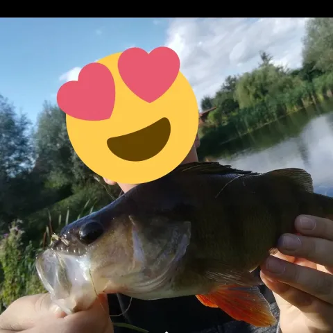 Flussbarsch