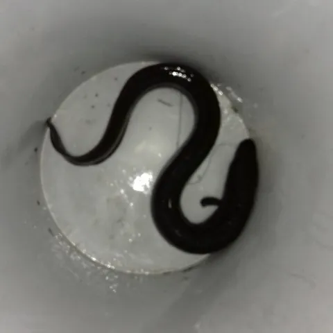 Aal