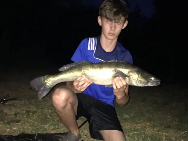 Zander