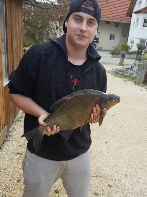 Brachse