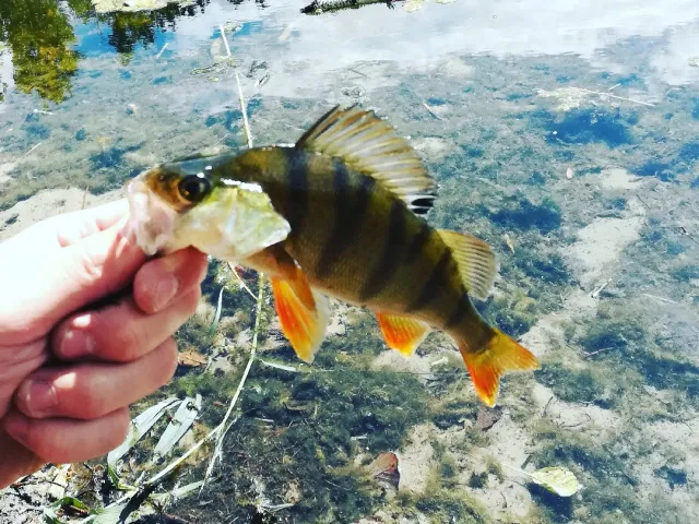 Flussbarsch