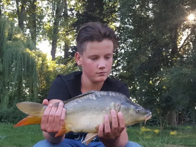 Karpfen