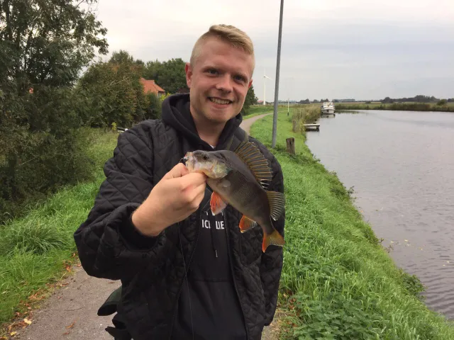 Flussbarsch