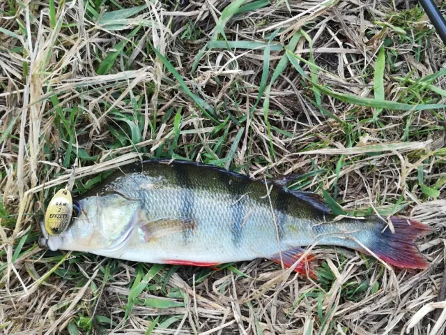 Flussbarsch