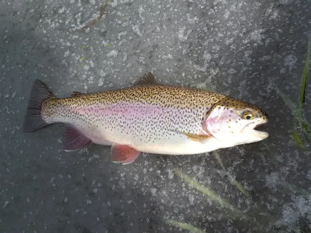 Regenbogenforelle