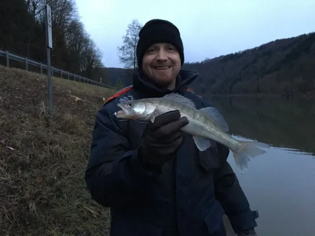 Zander