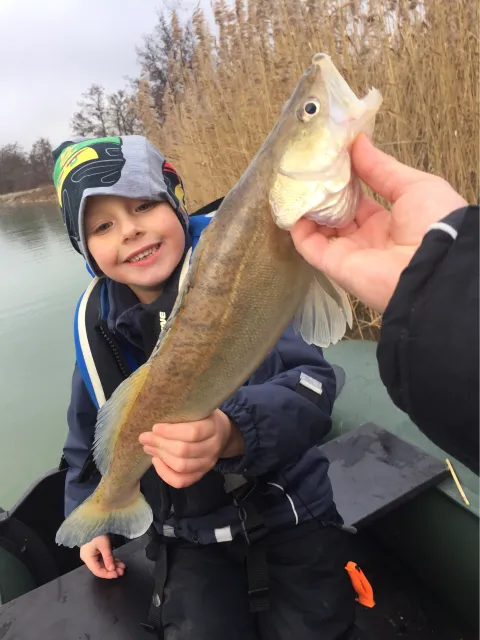 Zander
