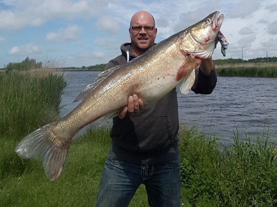 Zander