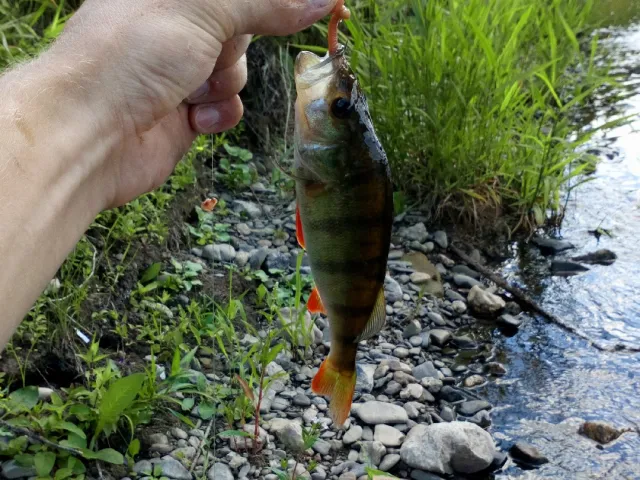 Flussbarsch