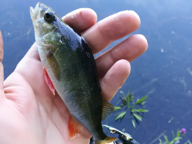 Flussbarsch