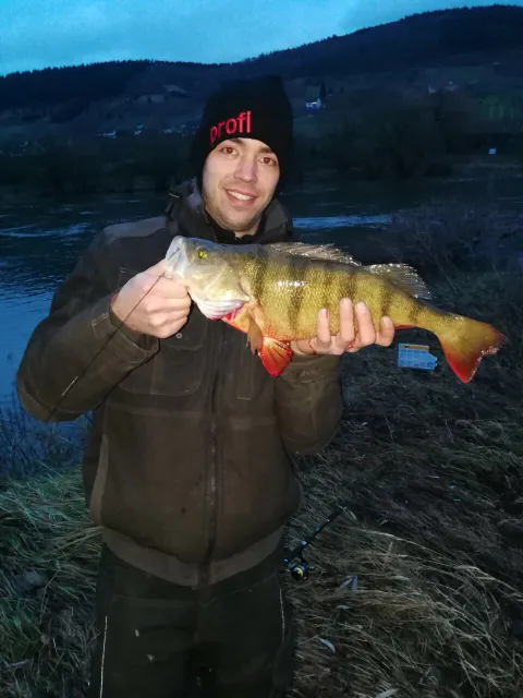 Flussbarsch