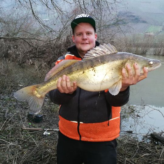 Zander