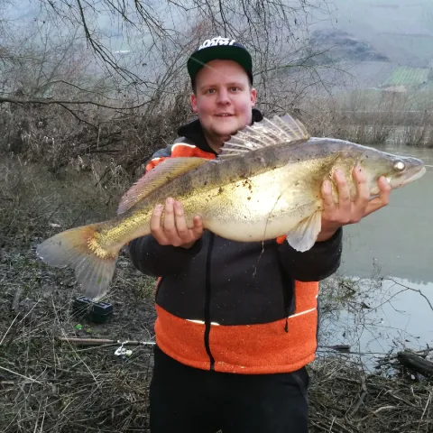 Zander