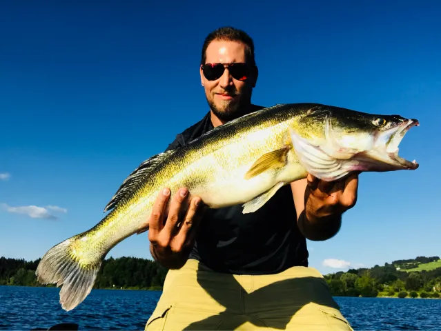 Zander