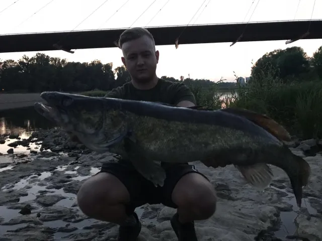 Zander