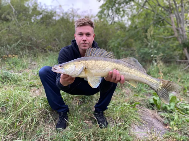 Zander