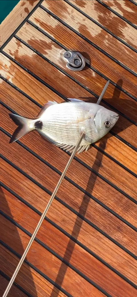 Dorade