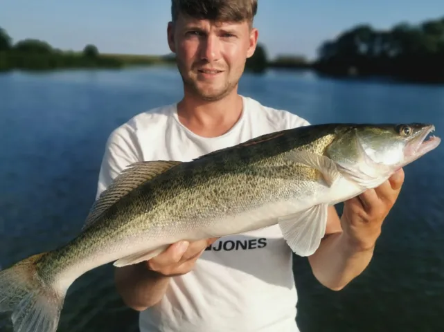 Zander
