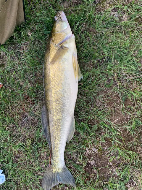 Zander