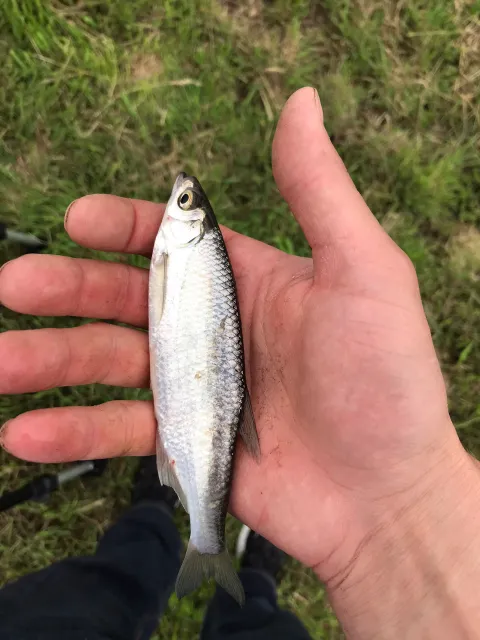Ukelei