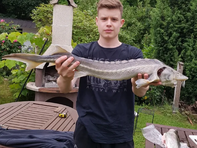Stör