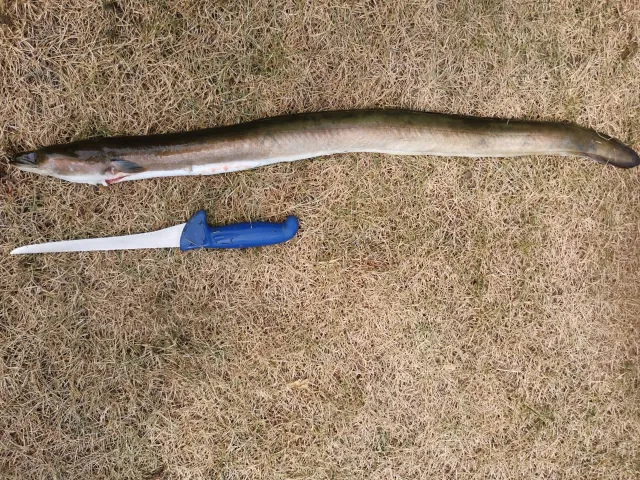 Aal