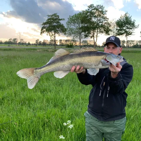 Zander