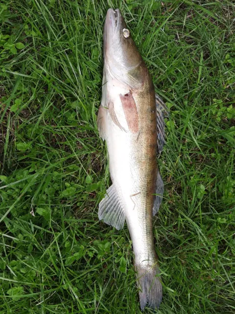 Zander