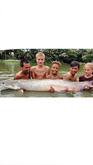 Arapaima