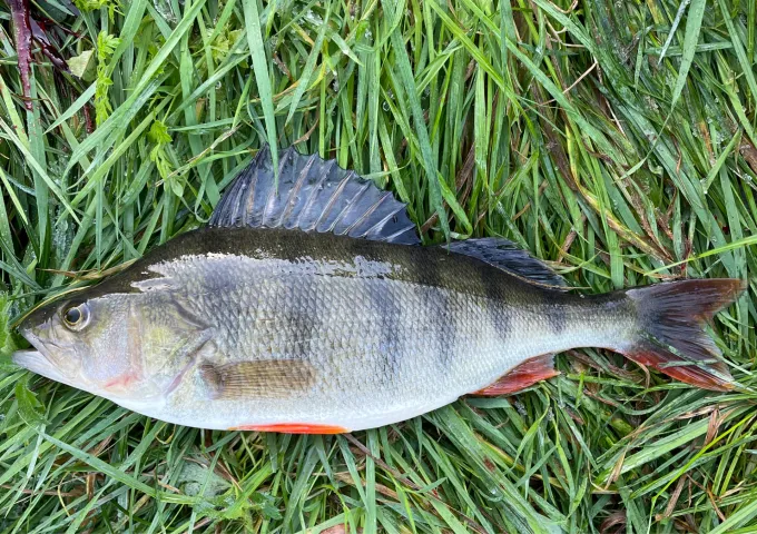 Flussbarsch