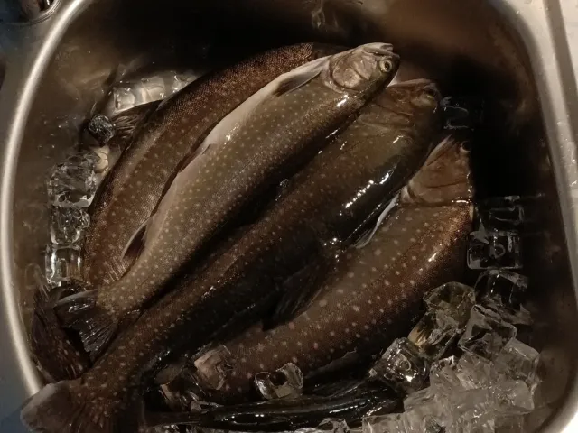 Bachsaibling