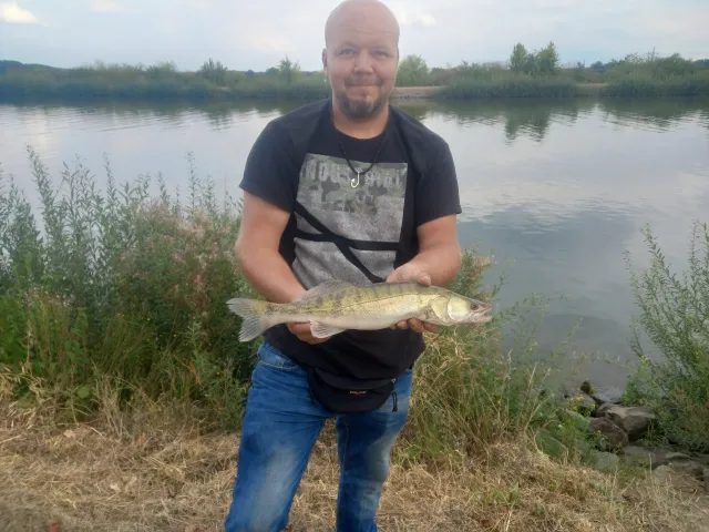 Zander